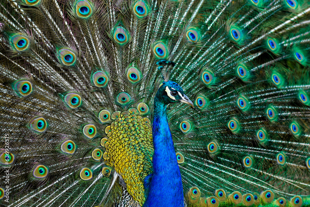 Obraz premium Peacock Displaying Feathers on Lokrum, Dubrovnik Croatia