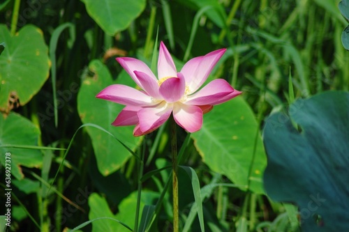 Lotus flower on the lake  in the sunny morning.