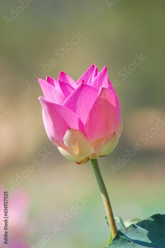 Lotus flower on the lake  in the sunny morning.
