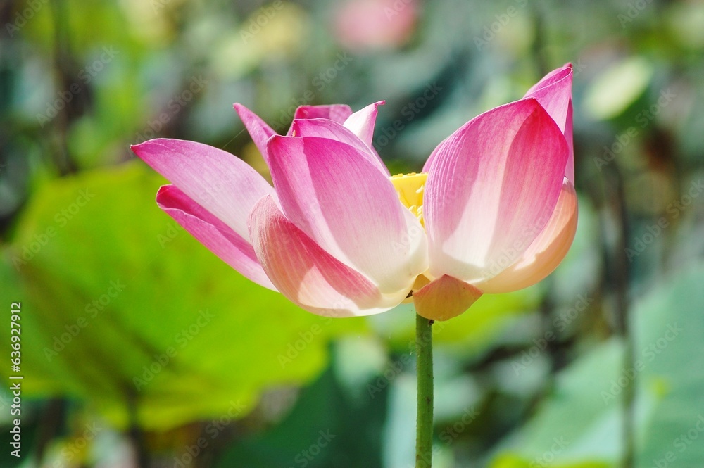 Lotus flower on the lake, in the sunny morning. Lotus flower on the lake, in the sunny morning.