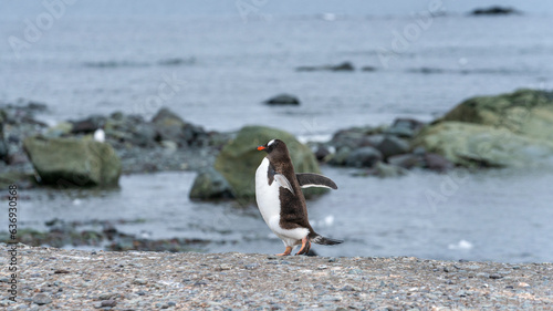 Gentoo penguins pygoscelis papua, petermann island, antarctica, polar regions photo