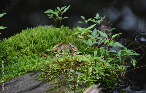 Frog Camoflauged on a Pile of Green Moss