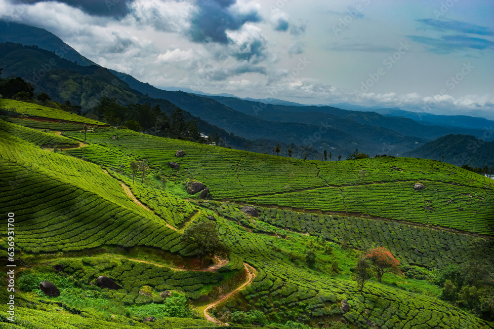 Fototapeta premium Tea Plantation in Munnar, Kerala, India. Munnar is one of the most popular tourist destinations in India.