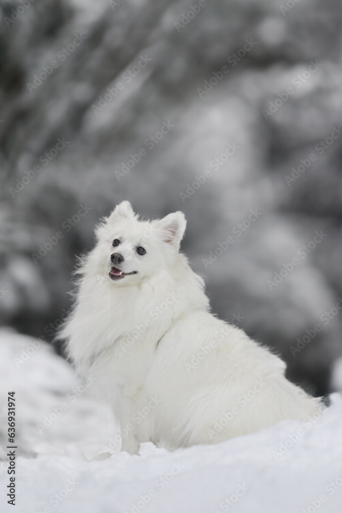 Obraz premium Happy Spitz in Snow