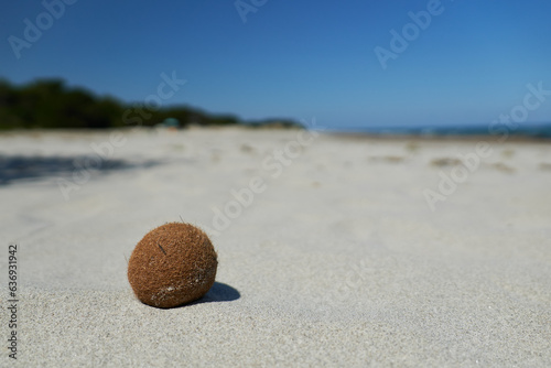 Seeball, Meerball am Strand, Pillae marinaeam, Golfo die Orosei, Sardinien, Italien photo
