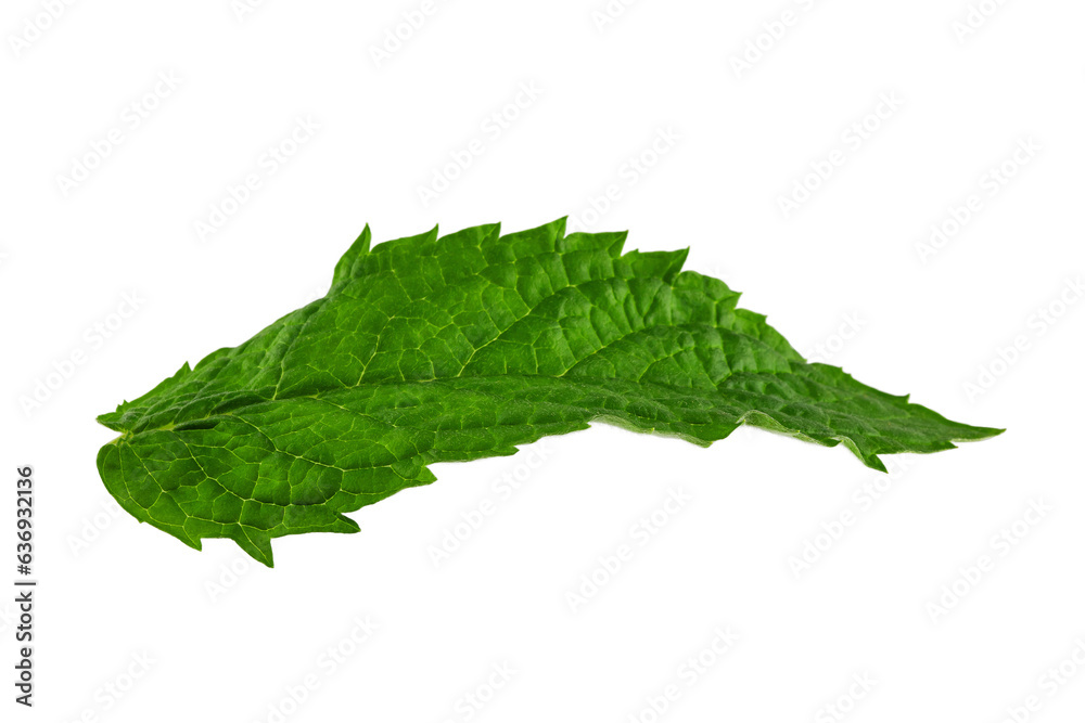 Fototapeta premium a leaf of fresh green mint with streaks, isolated