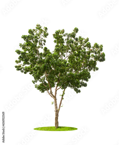 The Tree isolated on white background. Tropical tree isolated.