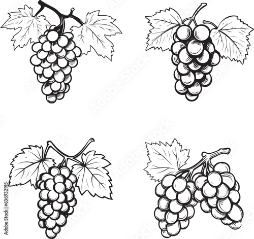 grapes vine vector black artistic illustrations pack