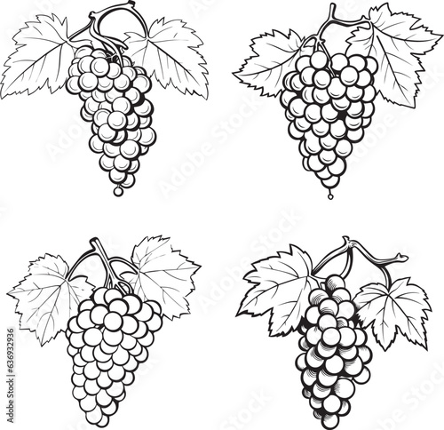 grapes vine vector black artistic illustrations pack