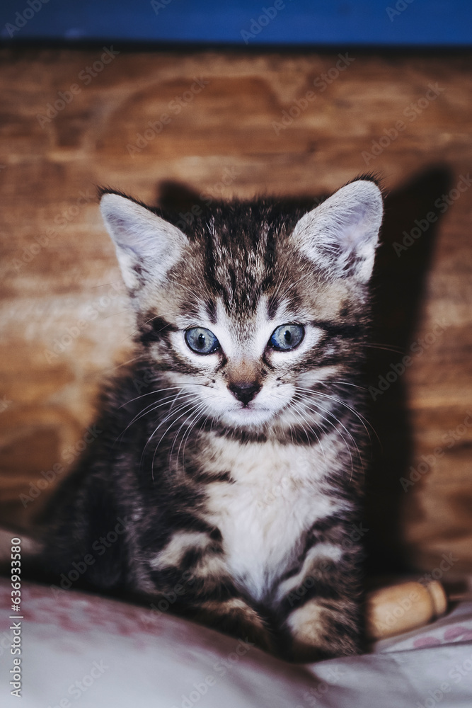 Portrait d'un mignon petit chaton tigré gris aux yeux bleus