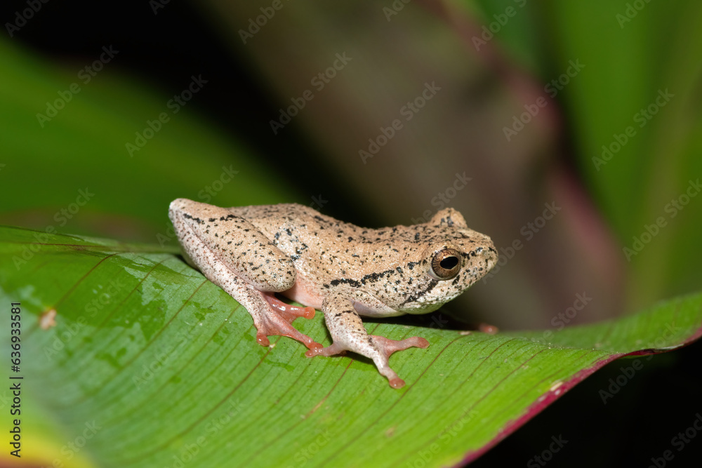 A beautiful painted reed frog, or marbled reed frog (Hyperolius marmoratus) on a leaf on a cold winter's evening A beautiful painted reed frog, or marbled reed frog (Hyperolius marmoratus) on a leaf on a cold winter's evening