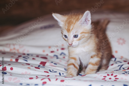 Portrait d'un mignon petit chaton roux à la maison © PicsArt