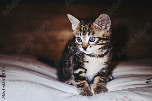 Portrait d'un mignon petit chaton tigré gris aux yeux bleus © PicsArt
