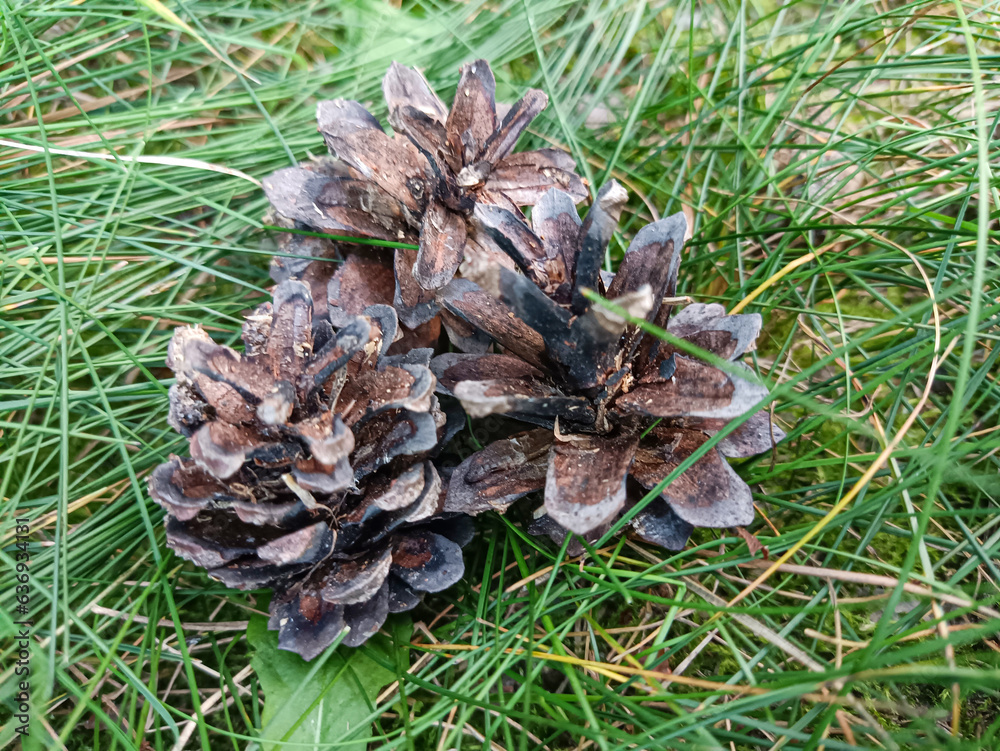 cones cones