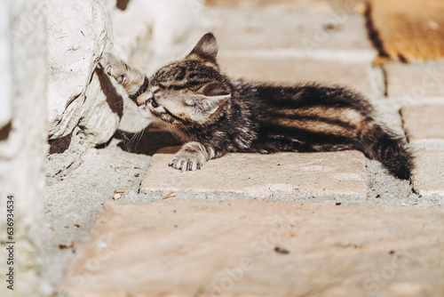 Portrait d'un mignon petit chaton tigré gris en train de jouer dehors