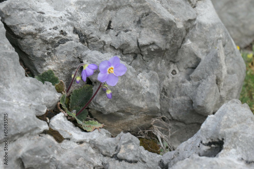 Ramonda myconi photo