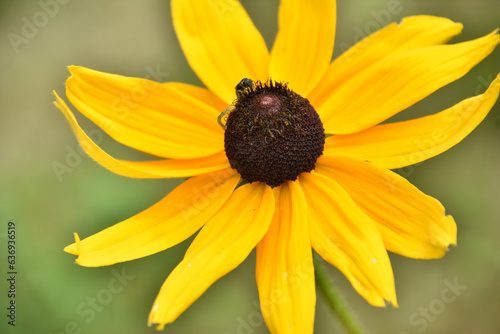 Beautiful Flowering Black Eyed Susan Flower Bloom