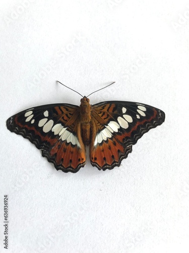 butterfly on a white background