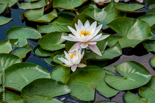 Water lily in a pond 