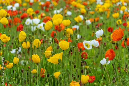 Buntes Blumenbeet mit Islandmohn photo