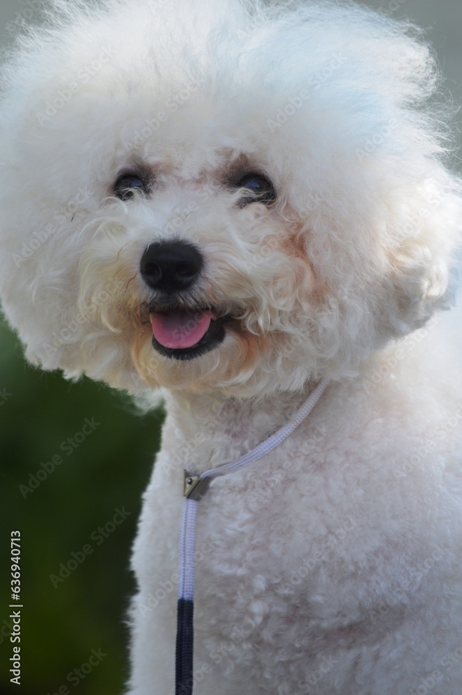 white dog white dog