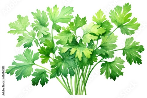 Illustration of parsley leaf close up.