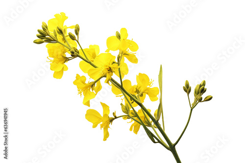 Rapeseed flower. isolated object, transparent background