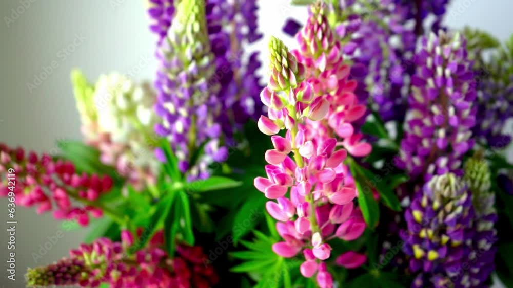 A bouquet of lupines. Multicolored summer flowers pink and purple on grey background. Lupine flower buds. Summer floral background. A bouquet of lupines. Multicolored summer flowers pink and purple on grey background. Lupine flower buds. Summer floral background.