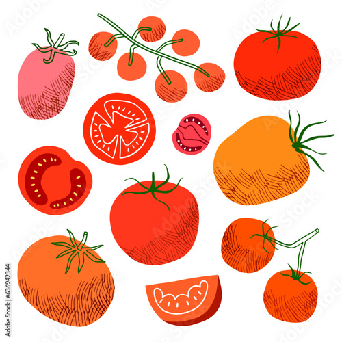 Tomato vector illustration. Hand drawn vegetables, slice isolated