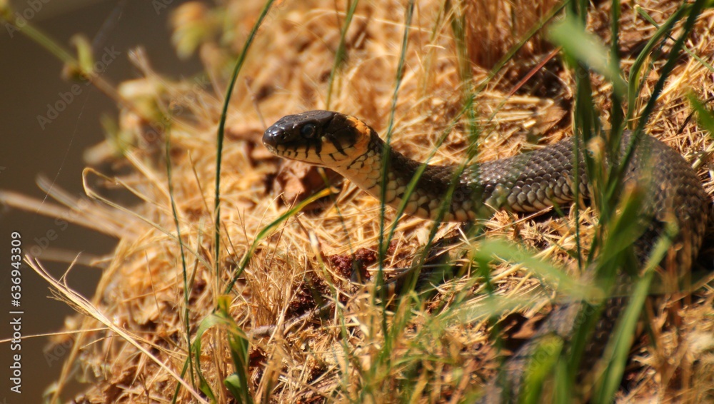 Fototapeta premium Zaskroniec na brzegu jeziora