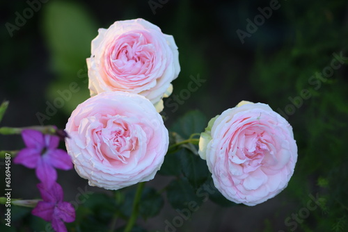 Pierre de Ronsard rose flower closeup, Eden Rose pink pastel rose flowers, rose background, floral background.