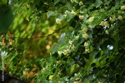 Linden blooming tree, linden flowers on branches.