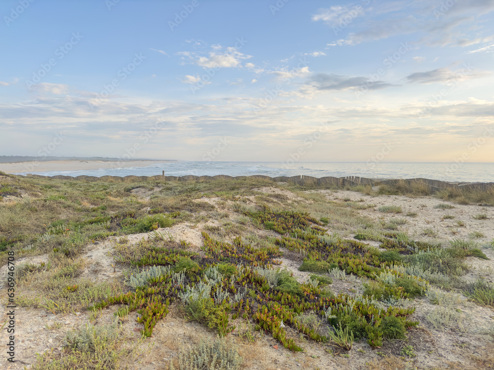 Landscape of Furadouro beach during sunset with vegetation in the dunes. Ovar, Portugal.