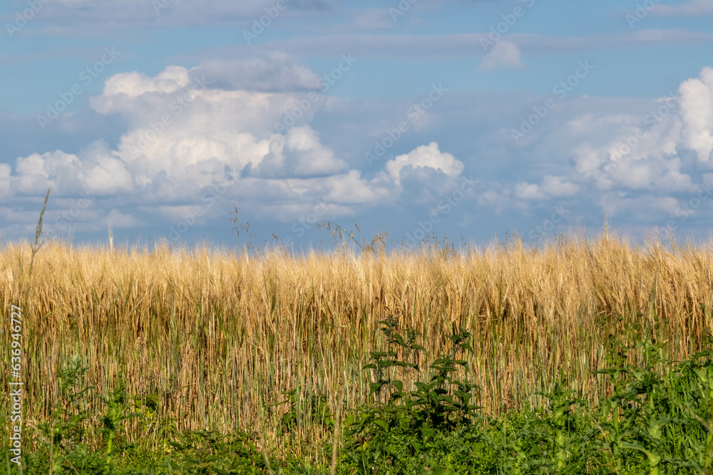 A farm field A farm field