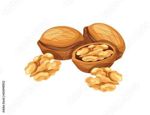 Walnuts isolated on white background. Vector illustration of a delicious handful of peeled and shelled walnuts in cartoon style. Walnut icon. Healthy, organic snacks.
