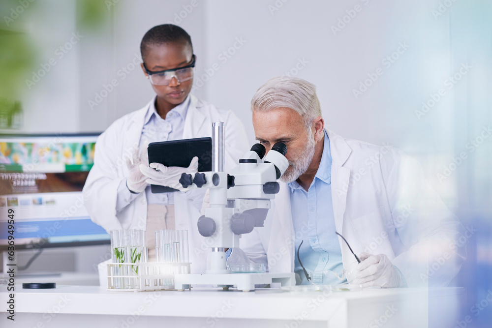 Science, black woman with tablet and man with microscope, biotech and research with plants for sustainable medicine. Scientist team in study on nature, growth and digital analysis of leaves in lab. Science, black woman with tablet and man with microscope, biotech and research with plants for sustainable medicine. Scientist team in study on nature, growth and digital analysis of leaves in lab.