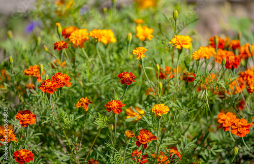 marigolds growing in a flower bed © ksena32