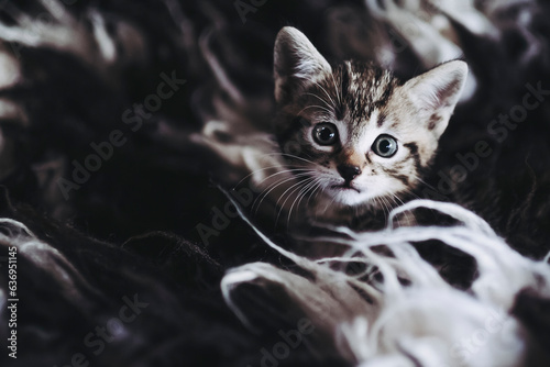 Portrait d'un adorable petit chaton rayé tigré aux yeux bleus sur le canapé en fourrure © PicsArt