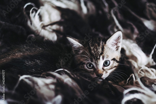 Portrait d'un adorable petit chaton rayé tigré aux yeux bleus sur le canapé en fourrure © PicsArt