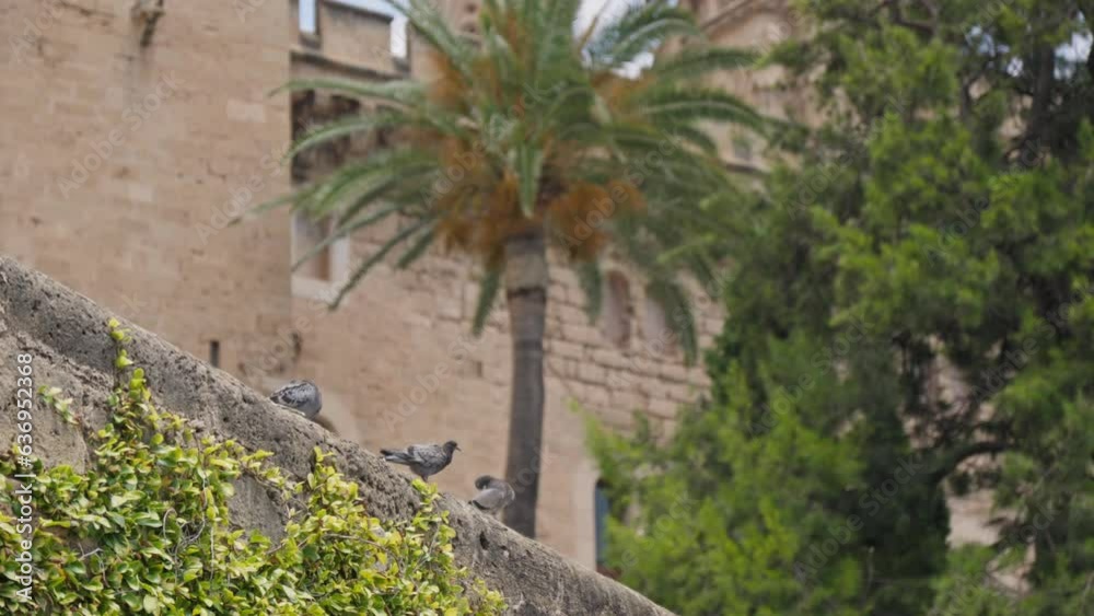 Pigeons on the background of ancient buildings Pigeons on the background of ancient buildings