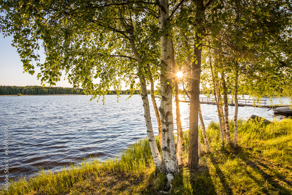 Midnight sun shining through birch trees at a lake in Finland Midnight sun shining through birch trees at a lake in Finland