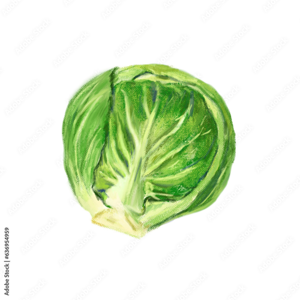 Isolated raw Brussel Sprout in digital painting illustration Isolated raw Brussel Sprout in digital painting illustration
