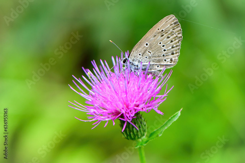 真夏の高原で見られる小さな青いチョウ、ゴマシジミ © trogon