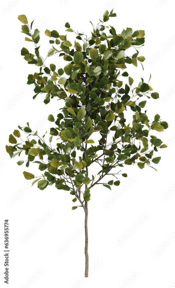 Obraz premium tree isolated on white