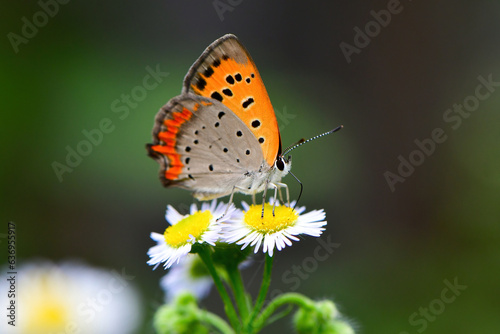 初夏から真夏に出会えるオレンジ色の小さなかわいいチョウ、ベニシジミ
