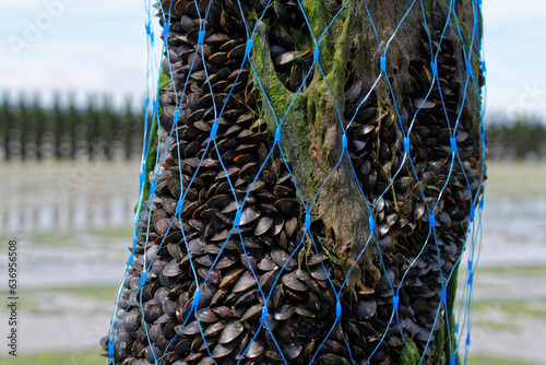 elevage de moule dans la baie de Saint Brieuc. 