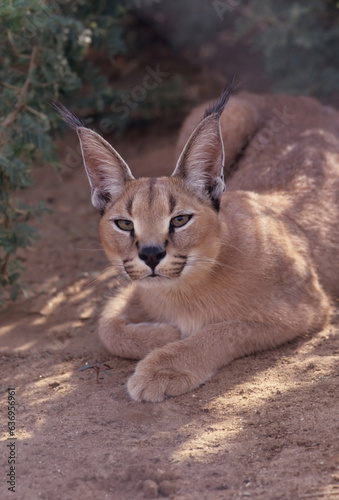 Caracal