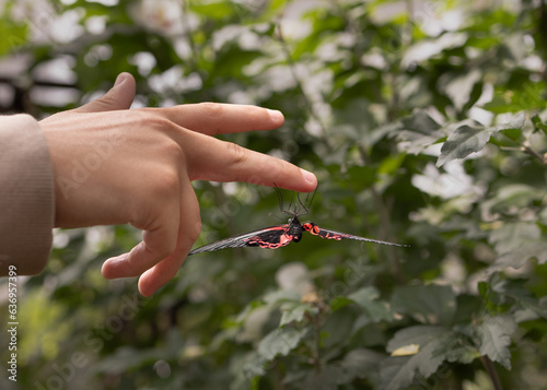 A Scarlet Mormon Butterfly hanging upside down from a finger