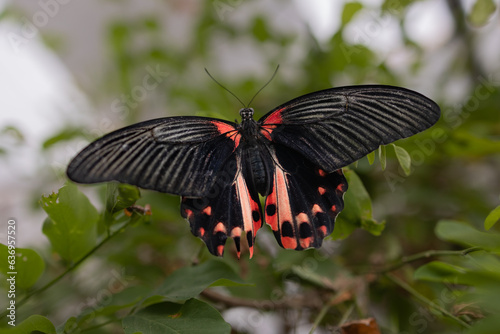 Scarlet Mormon Butterfly