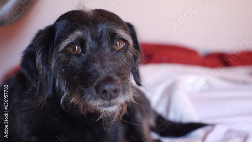 portrait of a Black Mixed-Breed Dog